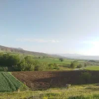 گندم ابی درجه 1