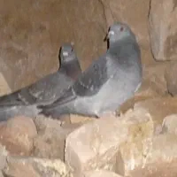 جفت پولکی نر ماده