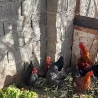 مرغ و خروس و بوقلمون