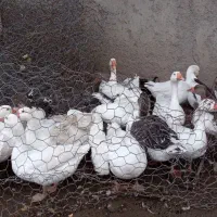 غاز کاملا ارگانیک و سالم