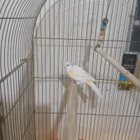 قناری موزایکی|پرنده|شاهینشهر, فردوسی|دیوار