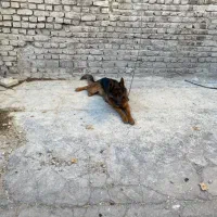 واگذاری سگ ژرمن شپرد ۲ ساله