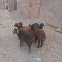 بره‌دامازلخ
