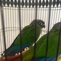 گرین چیک|پرنده|مشهد, ادیب نیشابوری (شهرک غرب)|دیوار