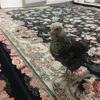 یک عدد جوجه|حیوانات مزرعه|رباط‌کریم, رباط‌کریم|دیوار