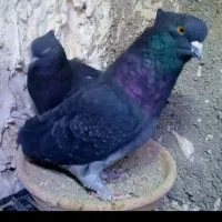 امروزیه‌ماده‌سفیدچش‌سیاه‌گم‌کردم،کم‌پره