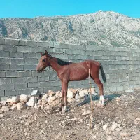 یک عدد کره اسب نژاد کورد