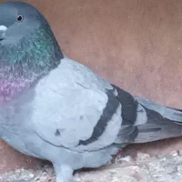 چند تا کبوتر پرشی