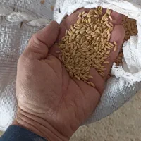 گندم‌بوجاری‌شده‌بدونه‌سم