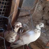 کفتر