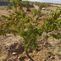 باغ|فروش دفتر صنعتی، کشاورزی، تجاری|اراک, |دیوار