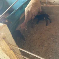 شیشک ماده همو  راس هر کدام ۲ بره