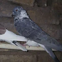 کفتر|پرنده|مهریز, |دیوار