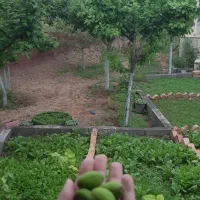 عروس هلند و باغ فروشی