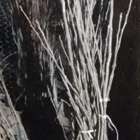 نهال آلبالوی عالی محلی