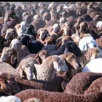 تعاونی تنضیم بازار زیر نظر بهداشت دامپزشکی|حیوانات مزرعه|مشهد, نوید|دیوار