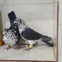 جفت گلی سینه سفید|پرنده|مرودشت, ده بید|دیوار