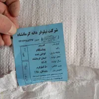 بذر گندم پیشگام آبی