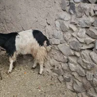 بز و بزغاله  سرحال