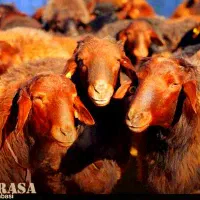 گوسفند زنده زیر قیمت همه از دامداری خریداری کنید