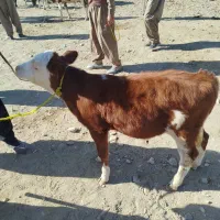 گوساله لاغرفروشی|حیوانات مزرعه|اراک, |دیوار