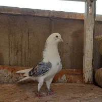 کفتر دوتا نر گردن کلفت