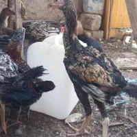 ۶ عدد جوجه خروس صابونی|حیوانات مزرعه|زابل, |دیوار