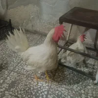 خروس