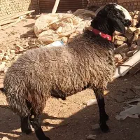 فروش ۳رس بره قوچ اصیل شال|حیوانات مزرعه|قزوین, |دیوار