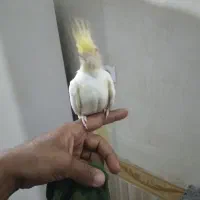 جفت عروس هلندی