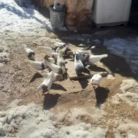 پرنده کبوتر