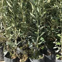 پسته پیوندی صنوبر نیگرا|خدمات باغبانی و درختکاری|آوج, |دیوار