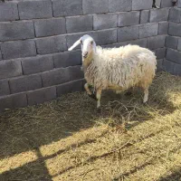 میش