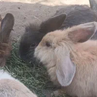 خرگوش مولد لپی هلندی|موش و خرگوش|رفسنجان, |دیوار