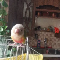 یک گرینچیک حلقه پا یلو ساید گمشده|حیوانات|تهران, نیروی دریایی|دیوار