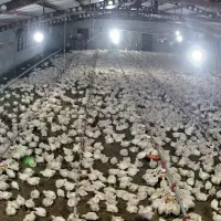 نیازمند کارگر برای مرغداری گوشتی جوین