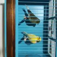 قناری گلاستر