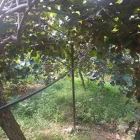 باغ کیوی