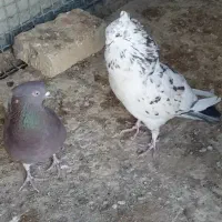 یه جفت کفتر پرش سنگین پشت گرگی و نسل سرور و گرگی|پرنده|هشتگرد, فاز ۲ مهستان|دیوار