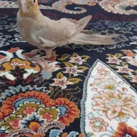 فروش عروس هلندی ۲ ماهه|پرنده|میانه, |دیوار