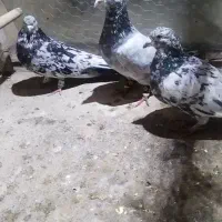 کبوتر سار|پرنده|خان ببین, |دیوار