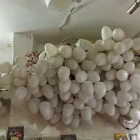 ریسه های هفت رنگ شبی ۴۰هزار اجاره