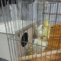 عروس هلندی نروماده