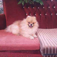 واگذاری پامر خزسی نر یکساله جفت بیضه