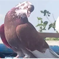 قرمزیای نامبروان