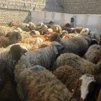مرکز پخش گوسفند شش ماهه اورگانیک باسلاخ رایگان|حیوانات مزرعه|تهران, یافت آباد جنوبی|دیوار
