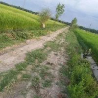 زمین کشاورزی(بیجار)|فروش دفتر صنعتی، کشاورزی، تجاری|رشت, شهریاران|دیوار