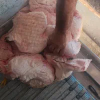 دنبه سفیدوتمیزمال میشه|خوردنی و آشامیدنی|تهران, سلسبیل شمالی|دیوار