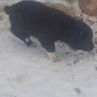 فروش سگ براژ باغ وویلا