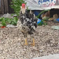 خروس گلین جوان